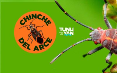 Alerta Comunitaria: Chinche del Arce