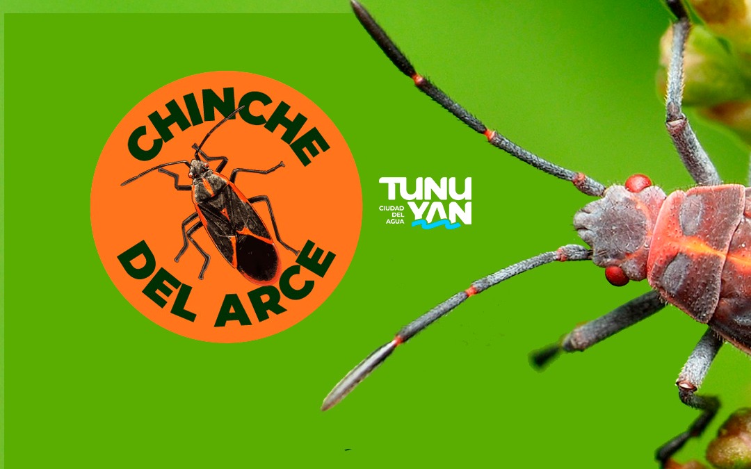Alerta Comunitaria: Chinche del Arce